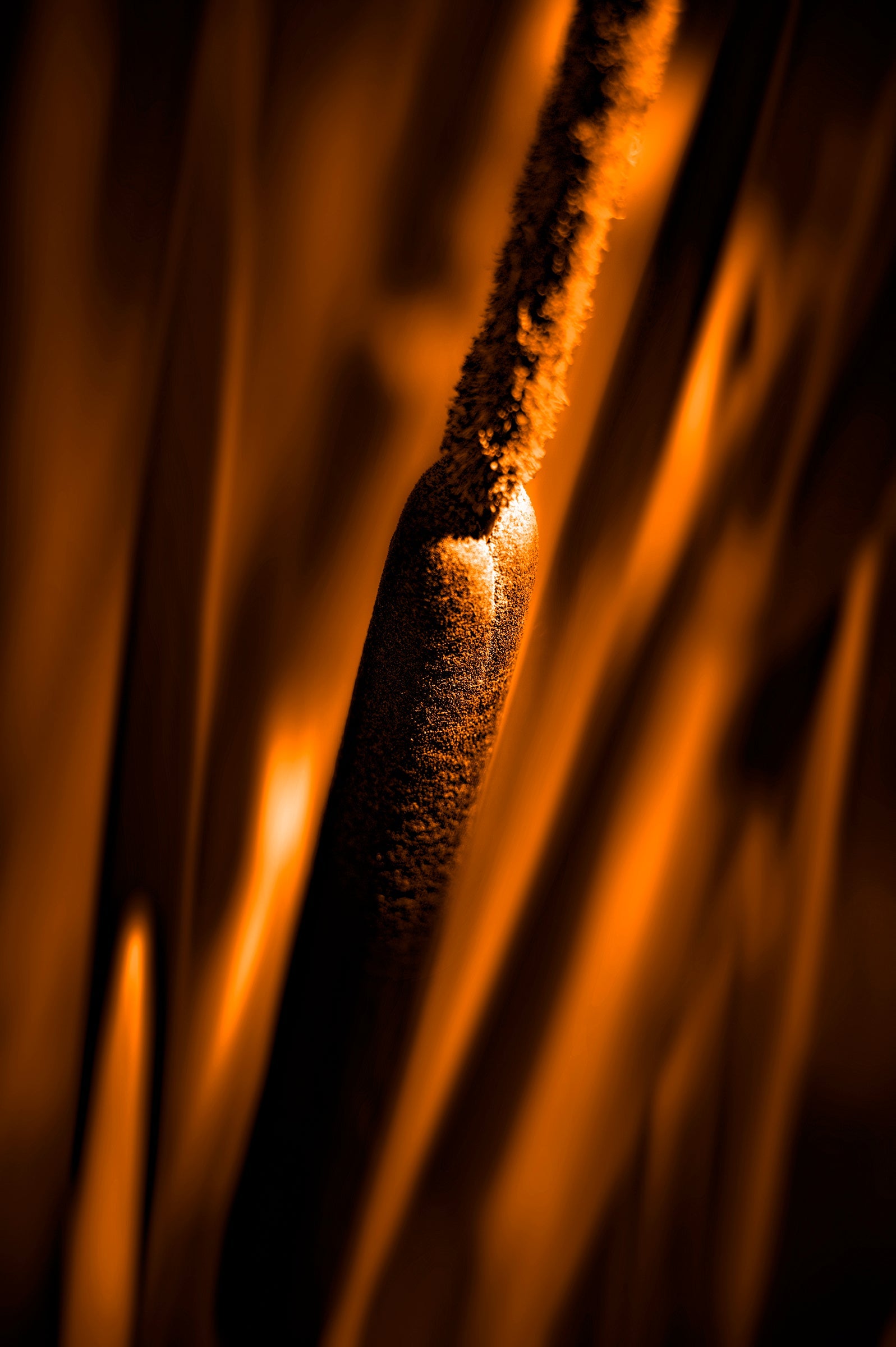 reeds in gold tone with selective focus photo