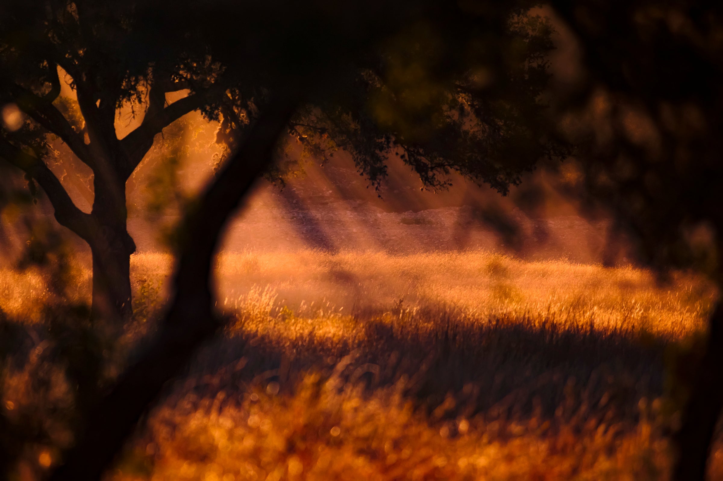 photo of rays of sunlight through the trees